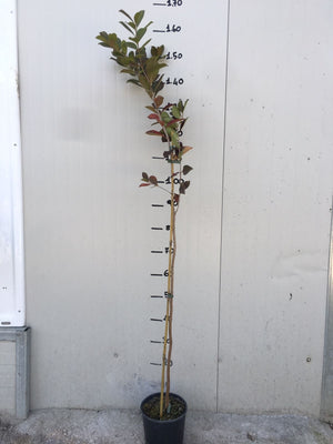 Pianta di  guaiava, guava rossa o fragola PSIDIUM CATTLEYANUM