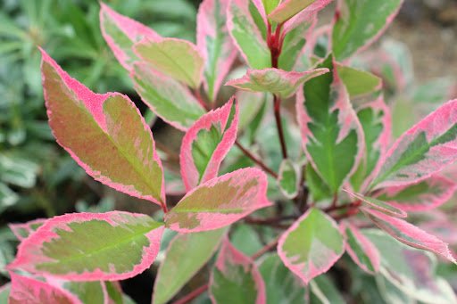 Photinia x Fraseri Louise vaso 18cm