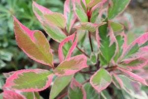 Photinia x Fraseri Louise vaso 18cm