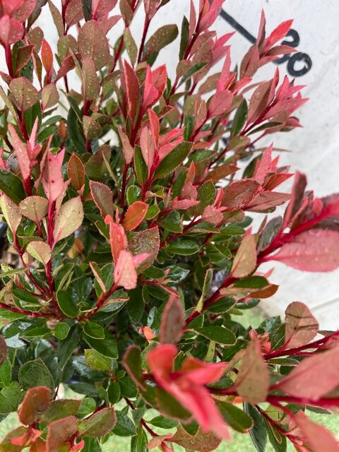 PHOTINIA X FRASERI CHICO NOVITA'