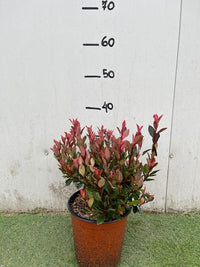 PHOTINIA X FRASERI CHICO NOVITA'