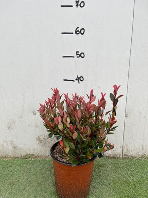 PHOTINIA X FRASERI CHICO NOVITA'
