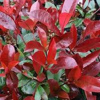 photinia red robin h 100cm piante per siepi in vaso foto reali