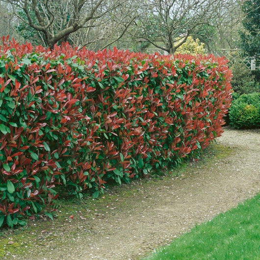 photinia red robin h 150cm piante per siepi in vaso foto reali