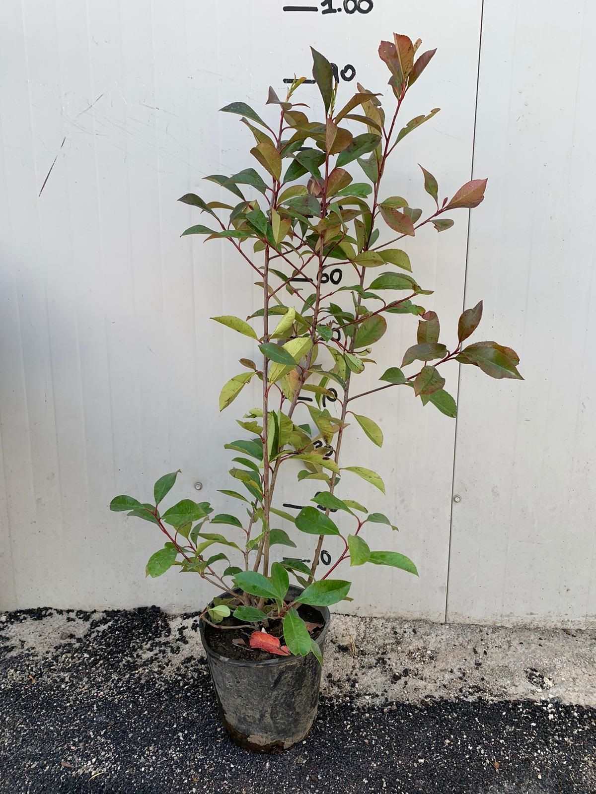 photinia red robin h 100cm piante per siepi in vaso foto reali
