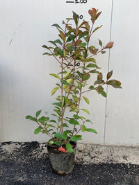 photinia red robin h 100cm piante per siepi in vaso foto reali