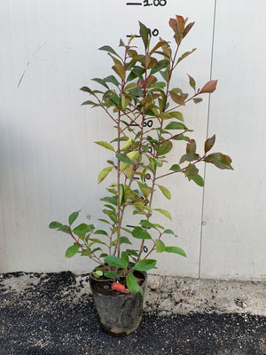 photinia red robin h 100cm piante per siepi in vaso foto reali