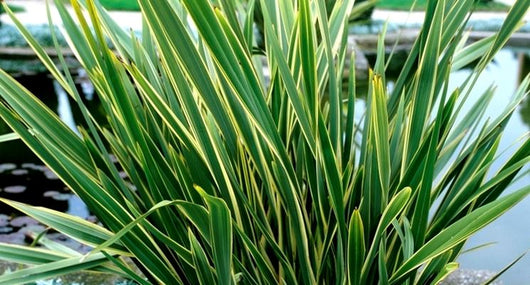 Phormium tenax Variegatum vaso 22cm