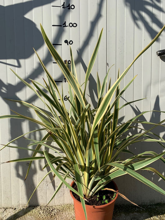 Phormium tenax Variegatum vaso 22cm