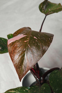 Philodendron Pink Princess pianta rara vaso 10cm H 30 cm
