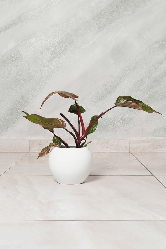 Philodendron Pink Princess pianta rara vaso 10cm H 30 cm