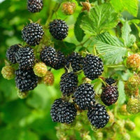 Mora Chester senza spine (Rubus fruticosus chester) FOTO REALI H 100 CM