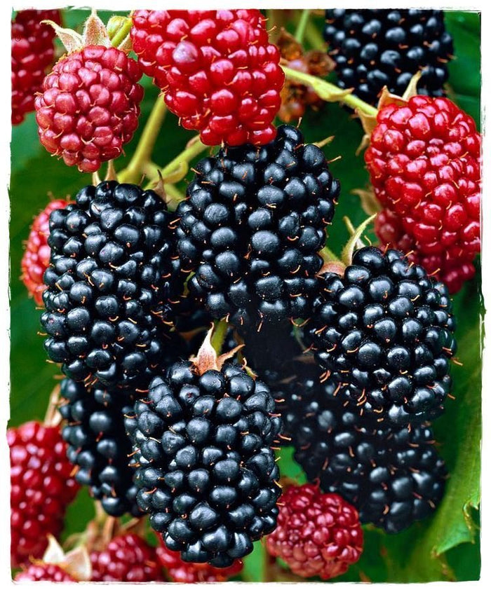 Mora (Rubus Fruticosus) Thornfree SENZA SPINE H 100 CM FOTO REALI