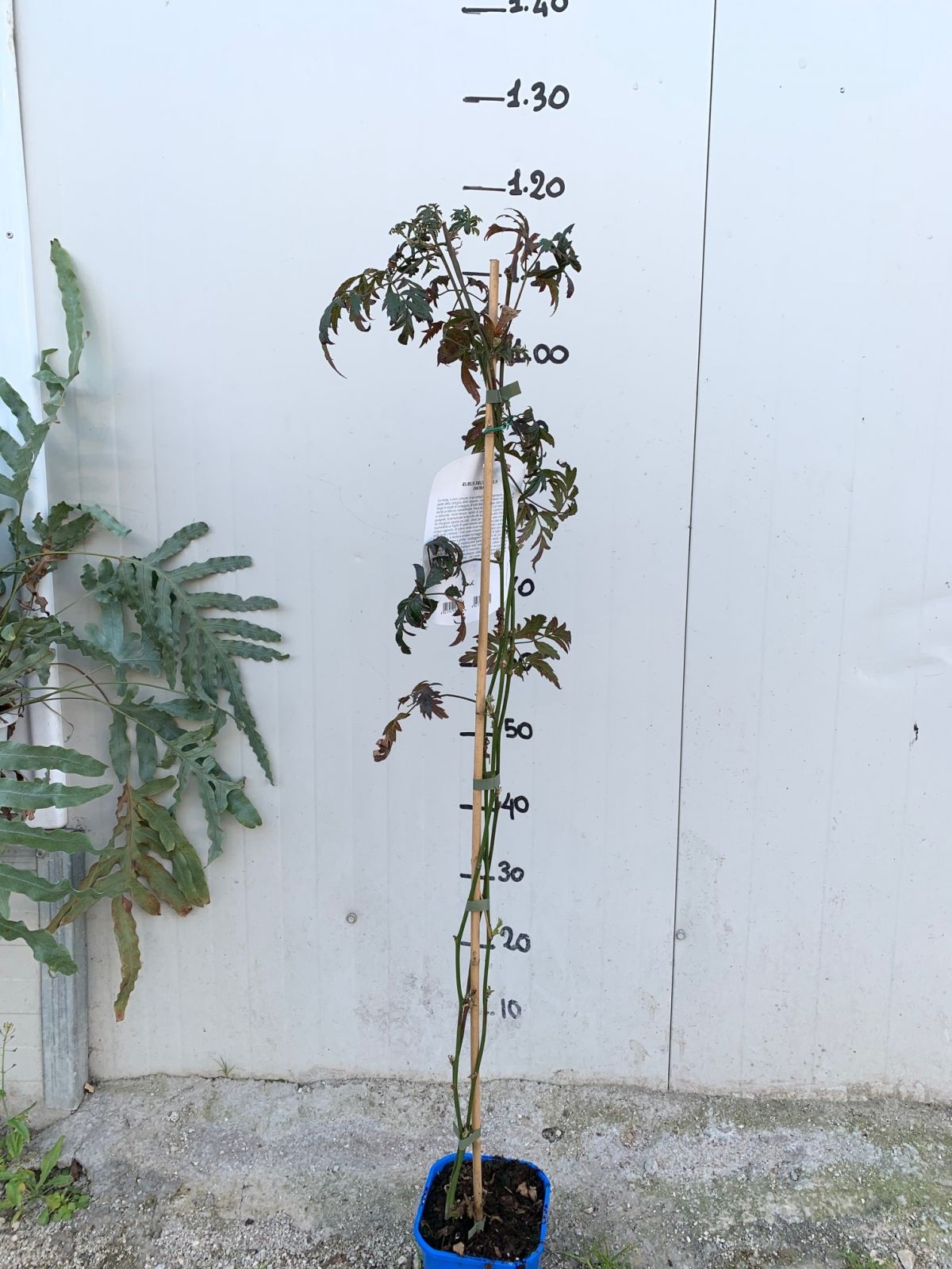 Mora (Rubus Fruticosus) Thornfree SENZA SPINE H 100 CM FOTO REALI