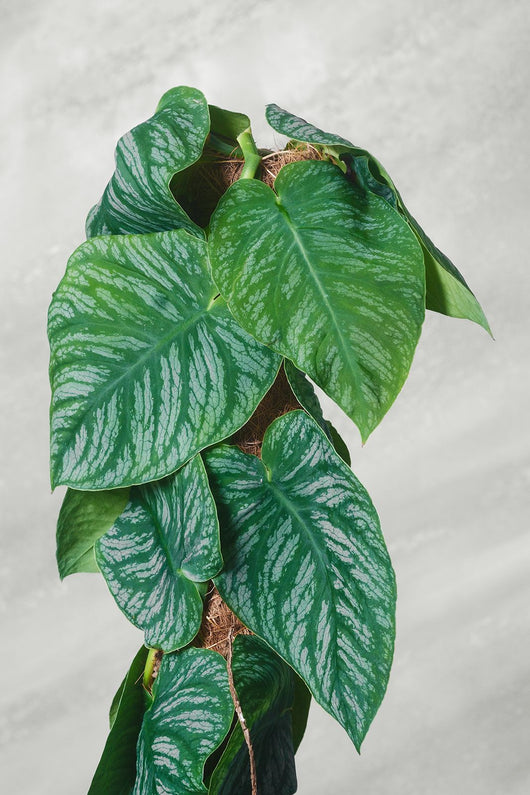 Monstera Dubia piante rare d'appartamento vaso 24cm foto reali H 120cm