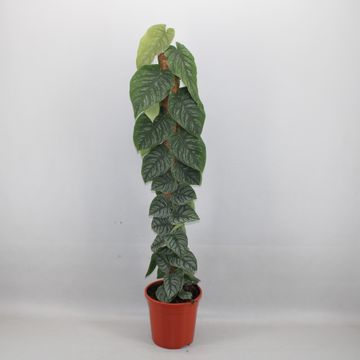 Monstera Dubia piante rare d'appartamento vaso 24cm foto reali H 120cm