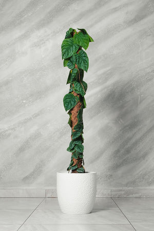 Monstera Dubia piante rare d'appartamento vaso 24cm foto reali H 120cm