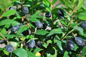 Mirto (Myrtus Communis) vaso 18cm