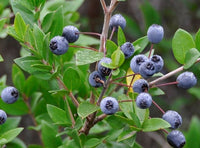 Mirto (Myrtus Communis) vaso 18cm