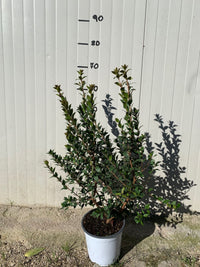Mirto (Myrtus Communis) vaso 18cm