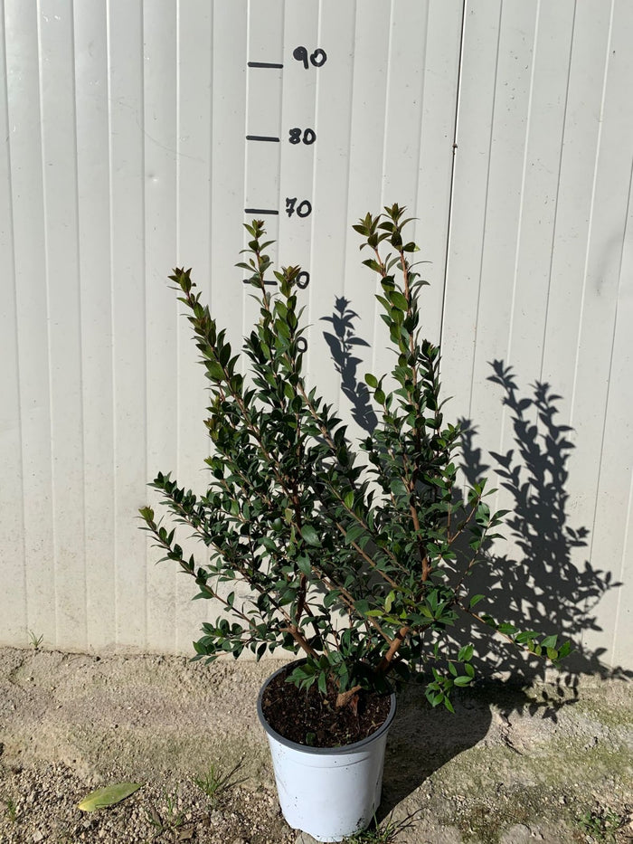 Mirto (Myrtus Communis) vaso 18cm