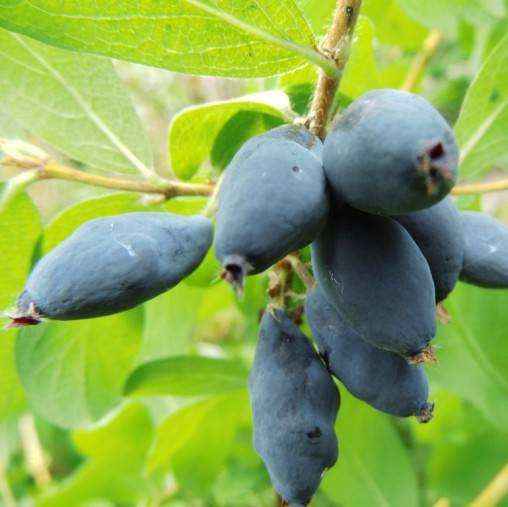 MIRTILLO SIBERIANO NIMFA LONICERA KAMTSCHATICA NIMFA