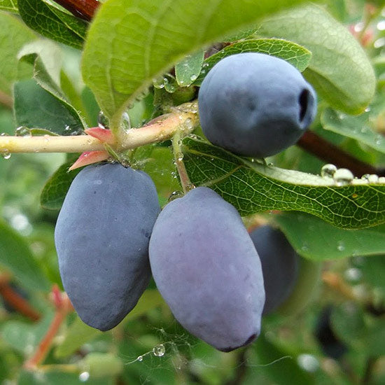 MIRTILLO SIBERIANO NIMFA LONICERA KAMTSCHATICA NIMFA