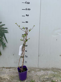 MIRTILLO SIBERIANO NIMFA LONICERA KAMTSCHATICA NIMFA