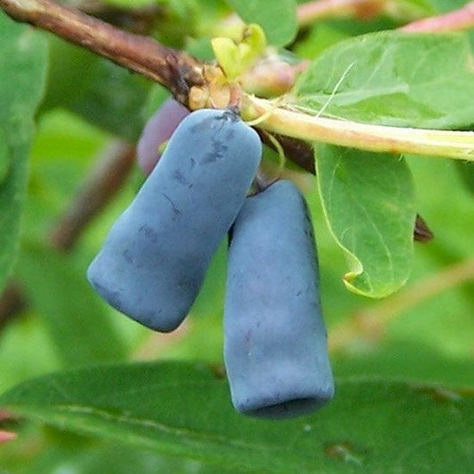 MIRTILLO SIBERIANO AMOUR LONICERA KAMTSCHATICA AMOUR PRECOCE