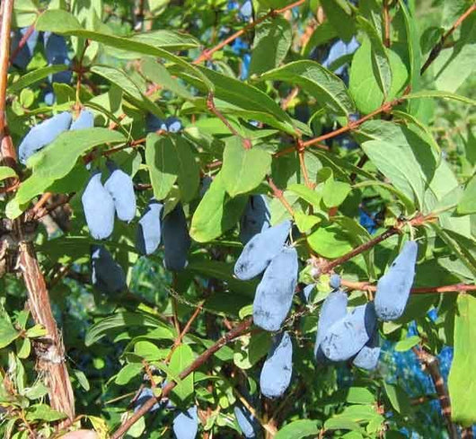 Mirtillo siberiano "Duet" (Lonicera kamtschatica)