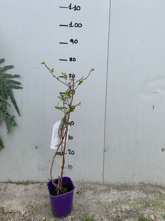 Mirtillo siberiano "Duet" (Lonicera kamtschatica)