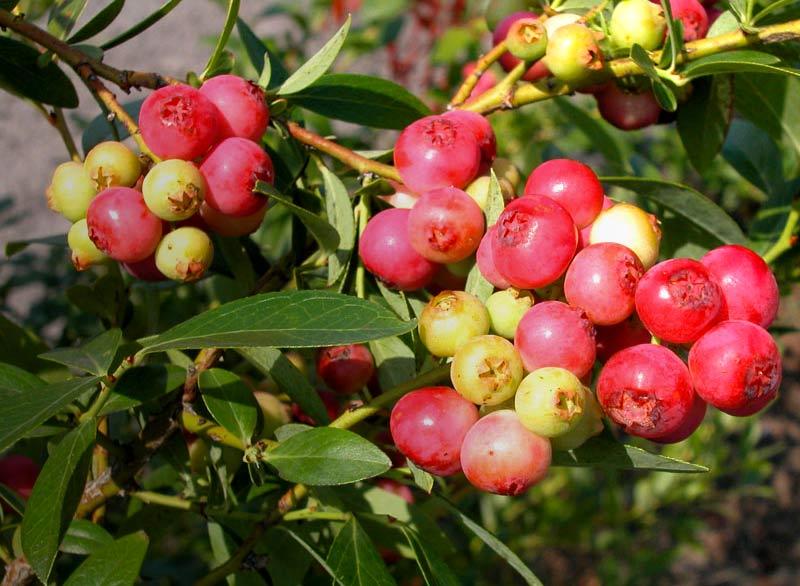 Mirtillo rosa "Pink Lemonade" (Vaccinium corymbosum)