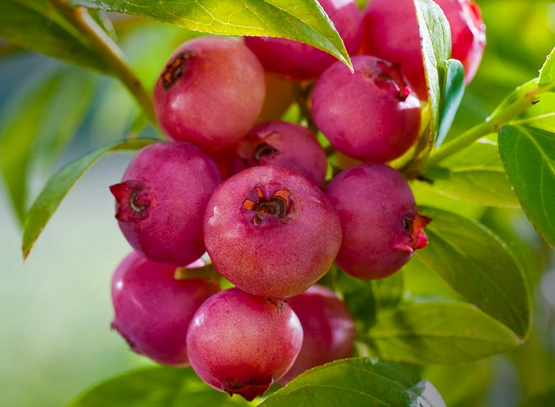 Mirtillo rosa "Pink Lemonade" (Vaccinium corymbosum)