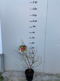 Mirtillo rosa "Pink Lemonade" (Vaccinium corymbosum)