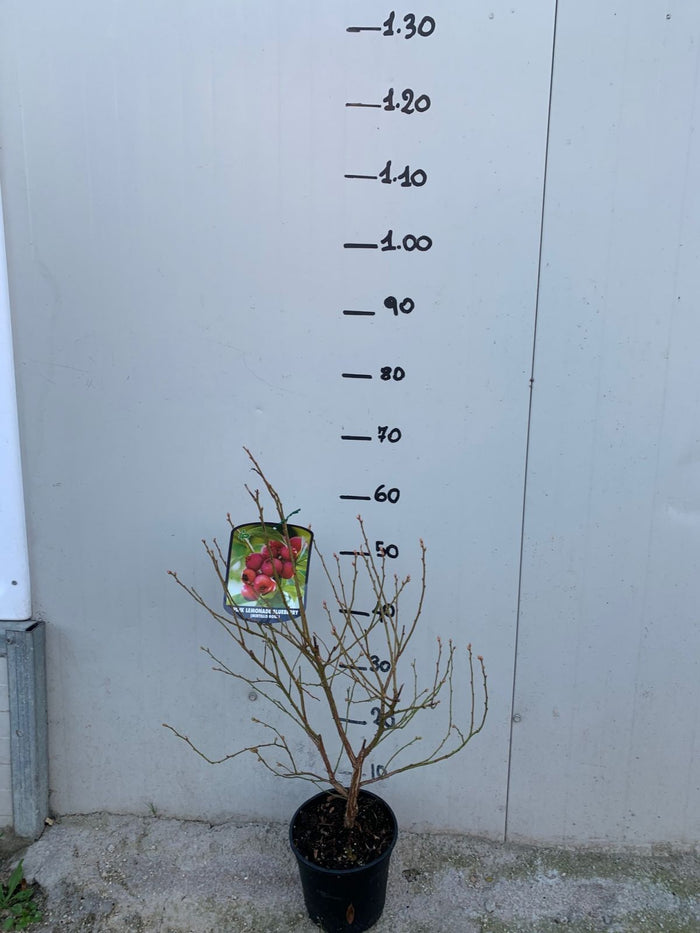 Mirtillo rosa "Pink Lemonade" (Vaccinium corymbosum)