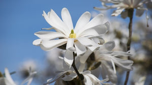 Magnolia Stellata bianca vaso 18cm foto reali h 80cm