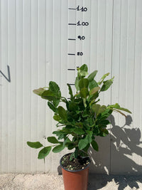 Magnolia Stellata bianca vaso 18cm foto reali h 80cm