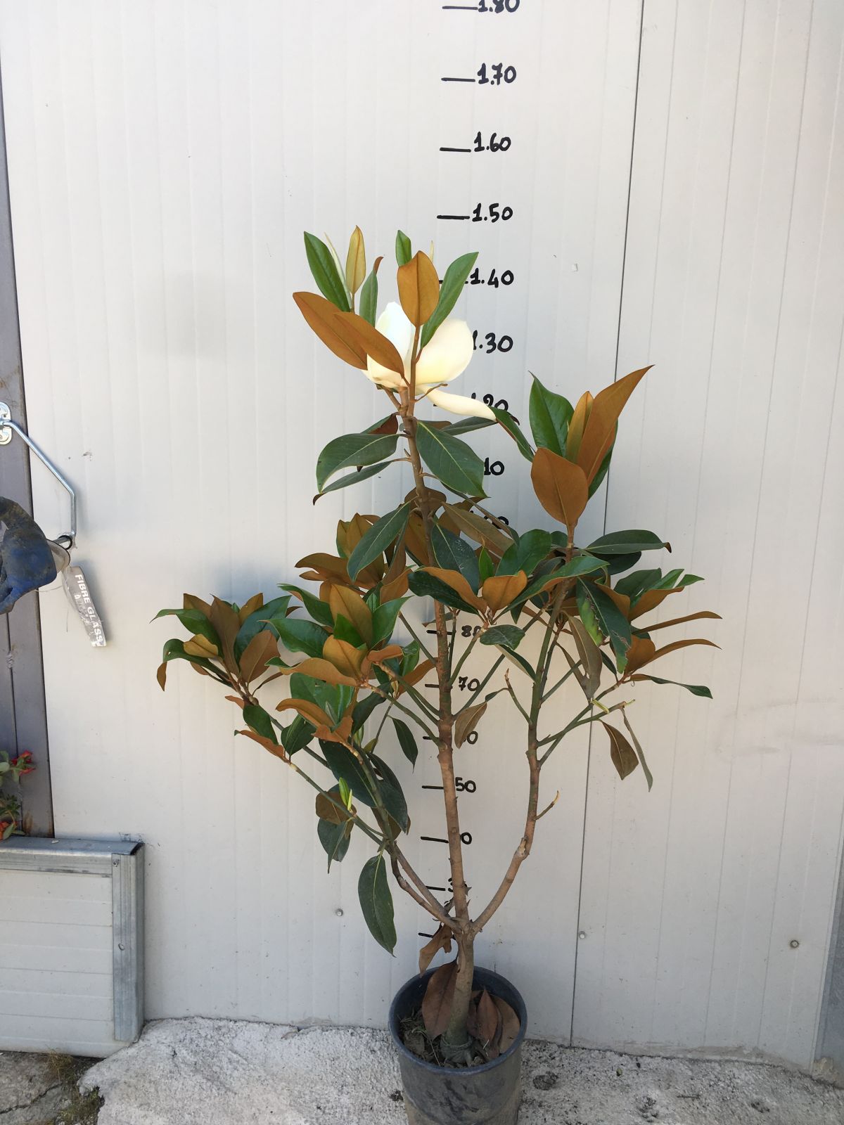 Magnolia Grandiflora Gallisoniensis vaso 18cm H 80cm