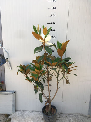 Magnolia Grandiflora Gallisoniensis vaso 18cm H 80cm