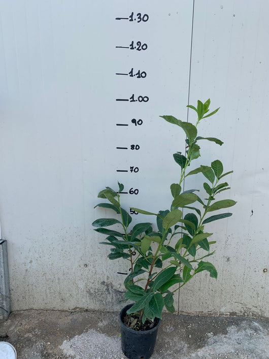 Lauro Lauroceraso (Prunus Laurocerasus) vaso 17cm H 90cm