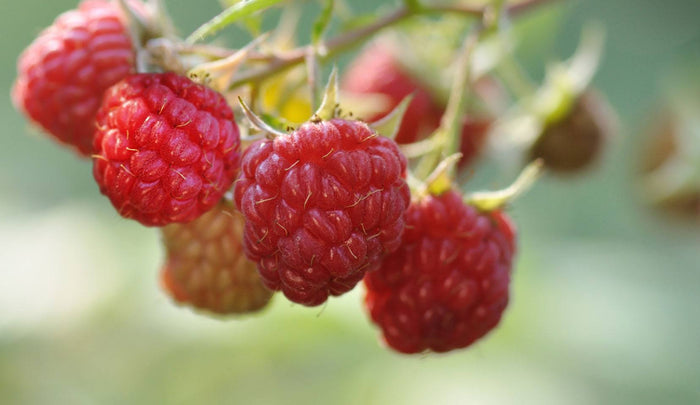 Lampone Rubus Ideaus vaso 18cm
