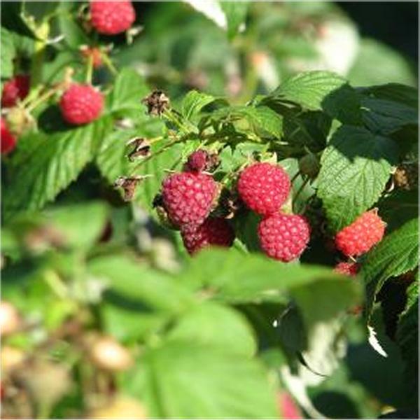 Lampone Rubus Ideaus vaso 18cm