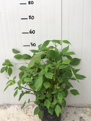 Lampone Rubus Ideaus vaso 18cm