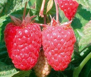 LAMPONE rubus idaeus cascade delight