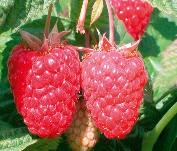 LAMPONE rubus idaeus cascade delight