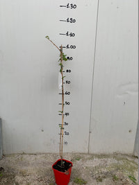 LAMPONE rubus idaeus cascade delight