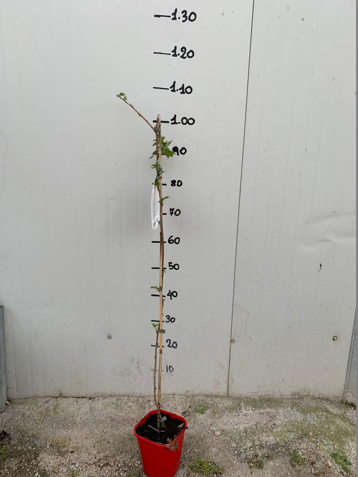 LAMPONE rubus idaeus cascade delight