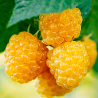 LAMPONE GIALLO RUBUS IDAEUS GOLDEN BLISS FOTO REALI H 100CM