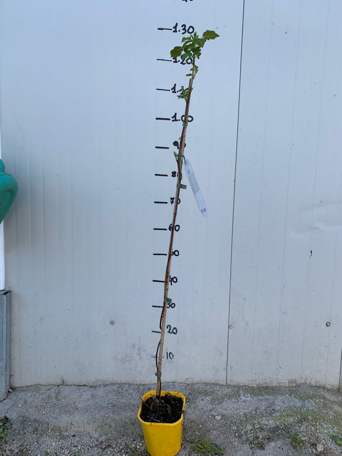 LAMPONE GIALLO RUBUS IDAEUS GOLDEN BLISS FOTO REALI H 100CM