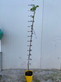 LAMPONE GIALLO RUBUS IDAEUS GOLDEN BLISS FOTO REALI H 100CM